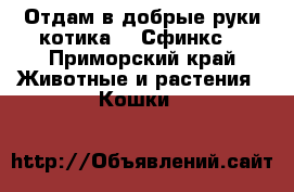 Отдам в добрые руки котика!!! Сфинкс! - Приморский край Животные и растения » Кошки   
